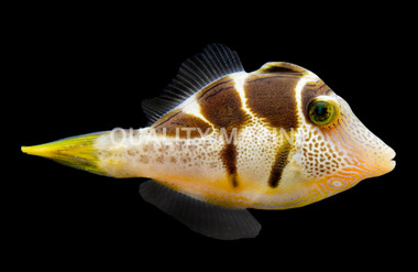 Mimic Saddle Puffer
