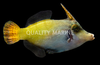 Redtail Filefish