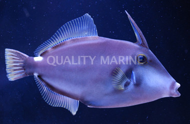 Wire Netting Leather Jacket Filefish :: 16516