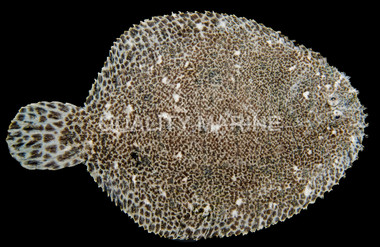 Assorted Flounder :: 17500