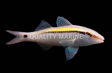 Yellow Back Goatfish