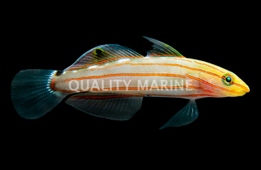 Court Jester Goby