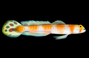Pinkbar Goby