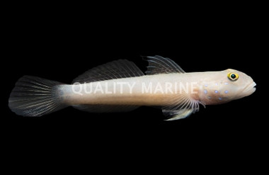 Sleeper Blue Dot Goby