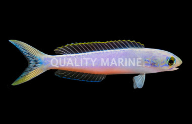 Flashing Tilefish