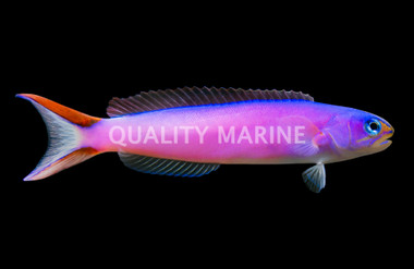 Purple Tilefish