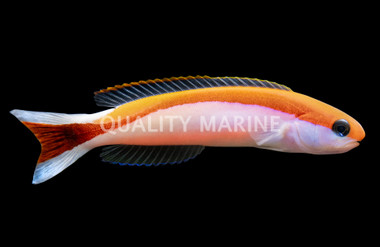 Skunk Tilefish