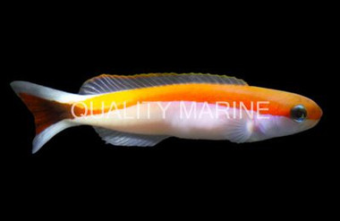 Skunk Tilefish