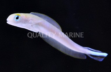 Flagtail Tilefish :: 18558
