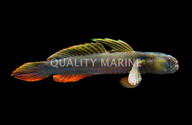 Crested Oyster Goby