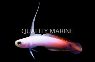 Firefish Goby :: 18592