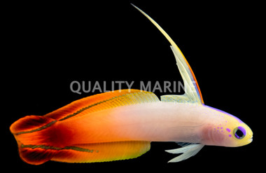 Firefish Goby