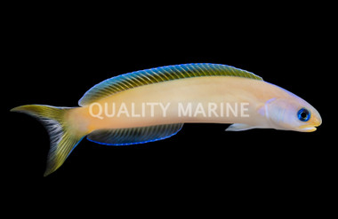Dusky Tilefish