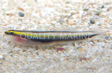 Sharknose Goby :: 18657