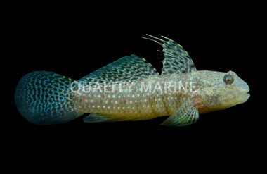 Mud Reef Goby