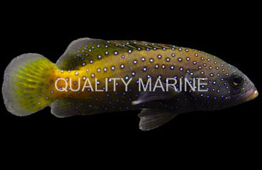 Blue Spotted Grouper :: 19001