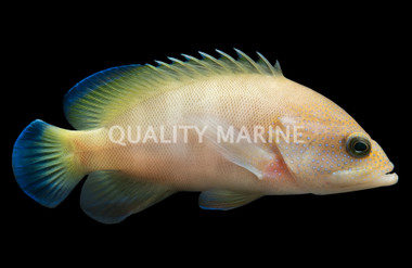 Blue Spotted Grouper :: 19001