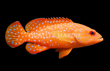 Coral Grouper