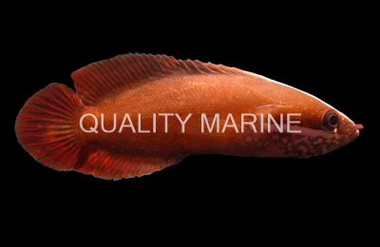 Red Soapfish Grouper :: 19022