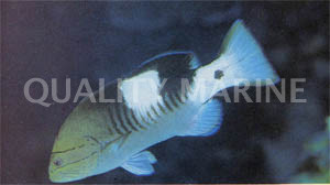 Masked Grouper, Juvenile :: 19035