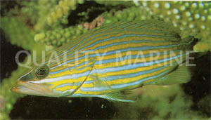 Slender Grouper :: 19037