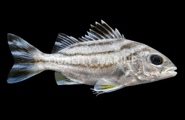 Targetfish Grunt :: 19501