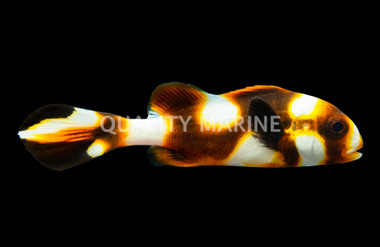 Yellow Banded Sweetlips