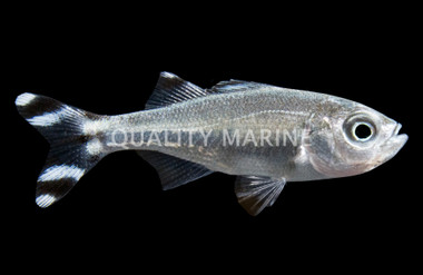 Barred Flagtail Grunts