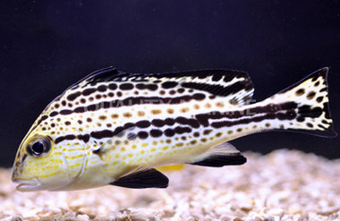Painted Sweetlips Grunt :: 19507