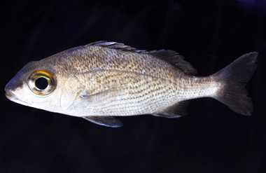 Small Mouth Grunt :: 19511