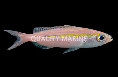 Goldband Fusilier