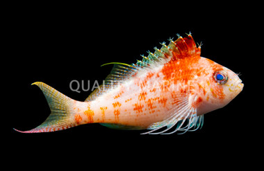 Swallowtail Hawkfish