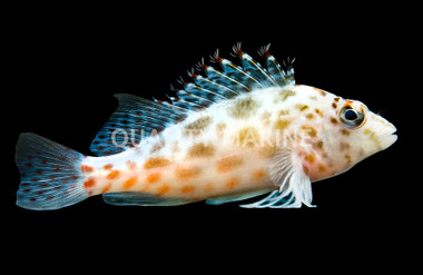 Pixie Hawkfish