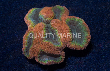 Tricolor Lobophyllia Brain Coral :: 52315