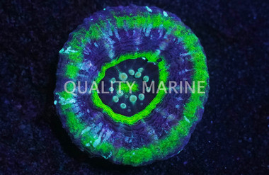 Australis, Green w/Purple Ring "UFO" :: 52324