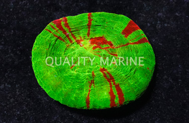 Scoly, Bleeding Sour Apple :: 52329