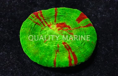 Scoly, Bleeding Sour Apple :: 52329