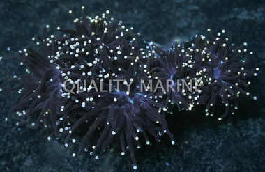 Orange Tip Black Tentacle Torch Coral :: 52369