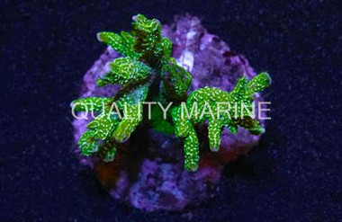 Green Digitata Coral :: 52414