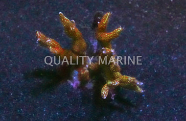 Orange Digitata Coral :: 52415