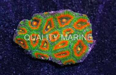 Ultra Volcana Acanthastrea Coral :: 52464