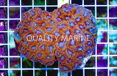 Ultra War Coral :: 52465