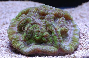 Green Symphyllia Brain Coral :: 52469