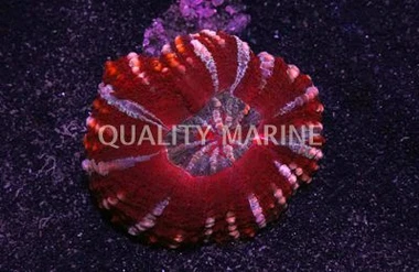 Red Crocodile Scolymia Coral :: 52472