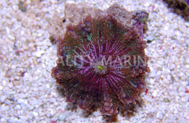 Purple Ricordea Yuma Mushroom (per polyp) :: 55564