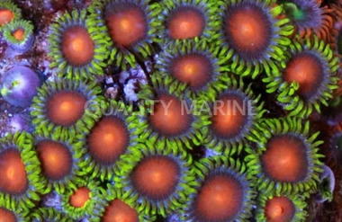 Sunrise Supernova Colony Polyp :: 55629