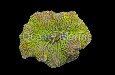 Yuma, Yellow : Melanesia :: 55746