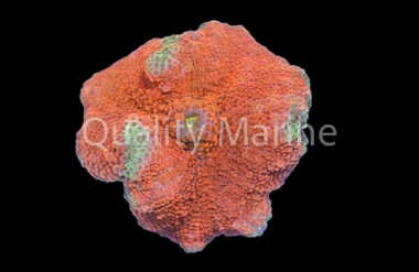 Yuma, Red : Melanesia :: 55751