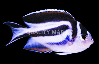 Bellus Angelfish, Female