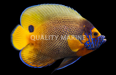 Blueface Angelfish, Adult